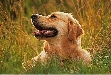 任天堂将于4月17日晚10点举行独立游戏发布会