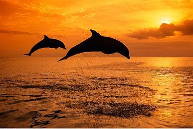 《怪物猎人：崛起》中的索尼克联动将在明年1月下架